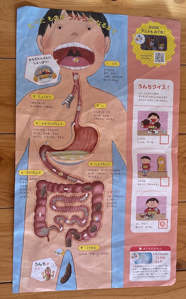 こどもちゃれんじすてっぷ 無料体験セット 「食べ物がうんちになるまで」のプリント教材 体の内側図解